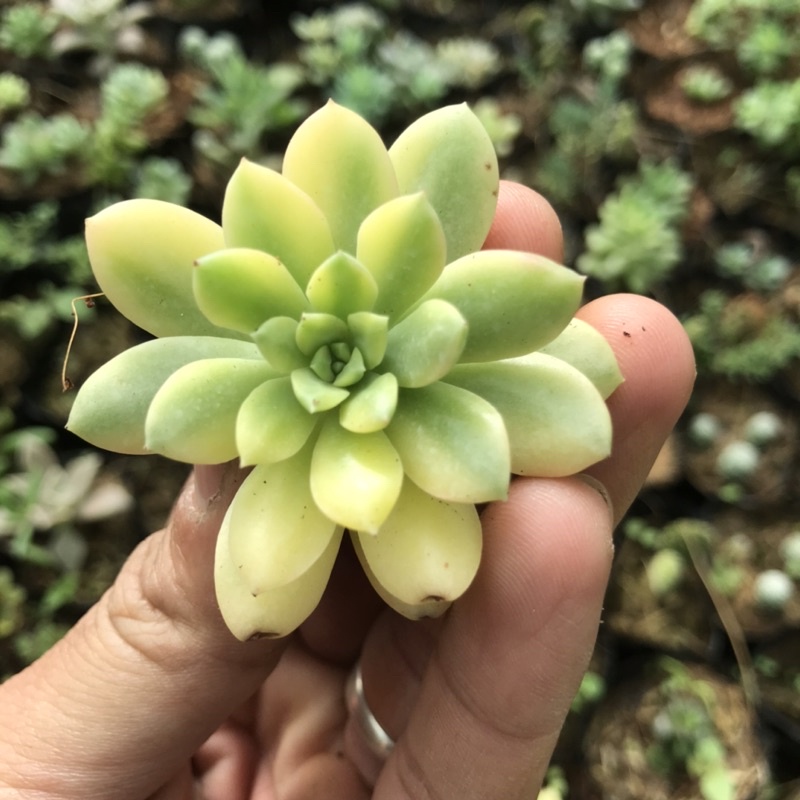 Sen mặt trời var vĩ