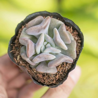 Sen đá cúc tím 5-7cm - Vườn sen đá