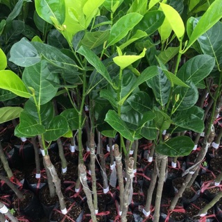 Cây Mít ruột đỏ INDO ( giống chuẩn )