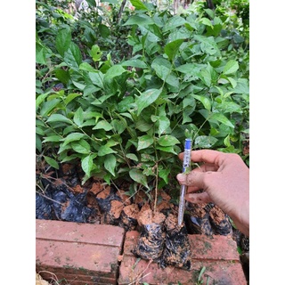 com bo 10 cây giống nhất chi mai(mai trắng)