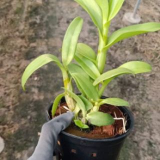 Lan denro nắng 3 lưỡi tím