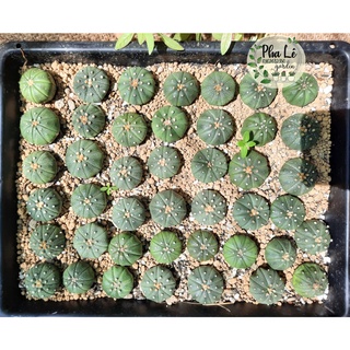 Xương rồng aster 3-4cm