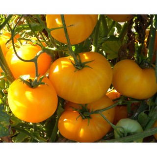 Hạt giống cà chua vàng qủa to- giàu vitamin, năng suất cao - ảnh sản phẩm 2