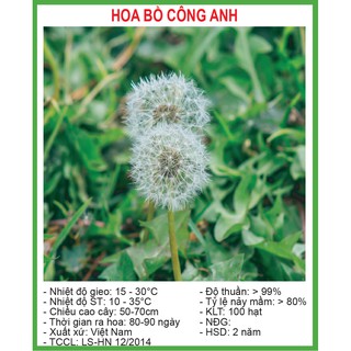 Hạt giống hoa Bồ Công Anh 100 Hạt/ Gói
