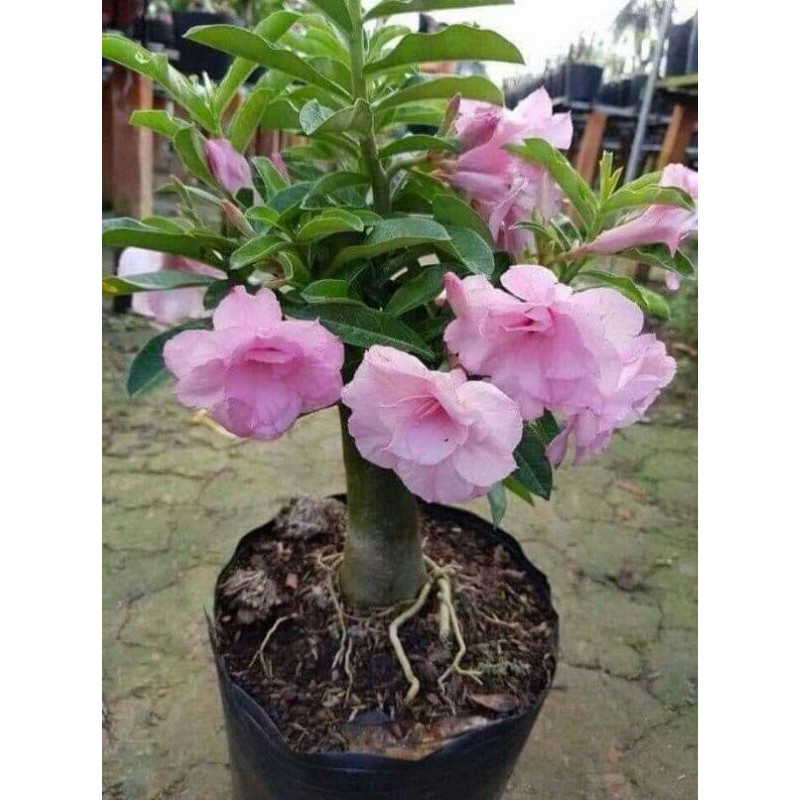 hoa sứ thái kép