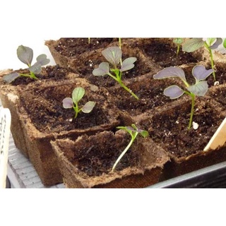 5GR - HẠT GIỐNG CẢI THÌA/ CẢI CHÍP TÍM