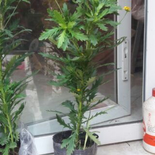 Cây giống Cúc thân gỗ