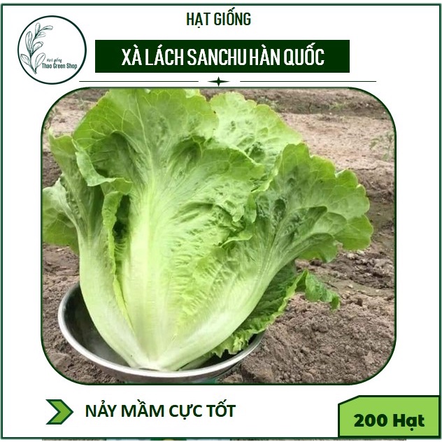 Hạt Giống Xà Lách Sanchu Hàn Quốc Giòn Ngọt, Đậm Đà Gói 200 hạt