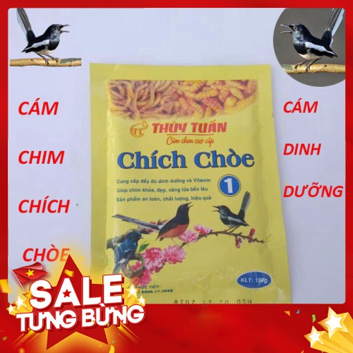 CÁM CHIM DINH DƯỠNG CHO CHIM CHÒE THAN _ CHÒE LỬA