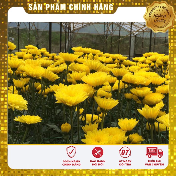 Hạt giống hoa cúc Đà Lạt LUCKY SEEDS -50 hạt