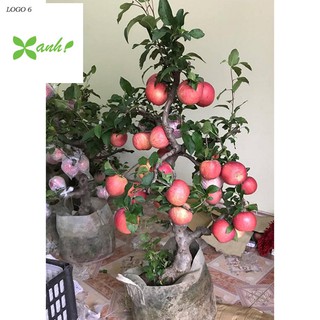 Hạt giống Táo Đỏ Lùn