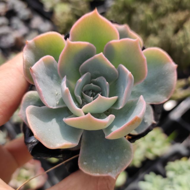 Sen đá hồng phấn sz nhỏ