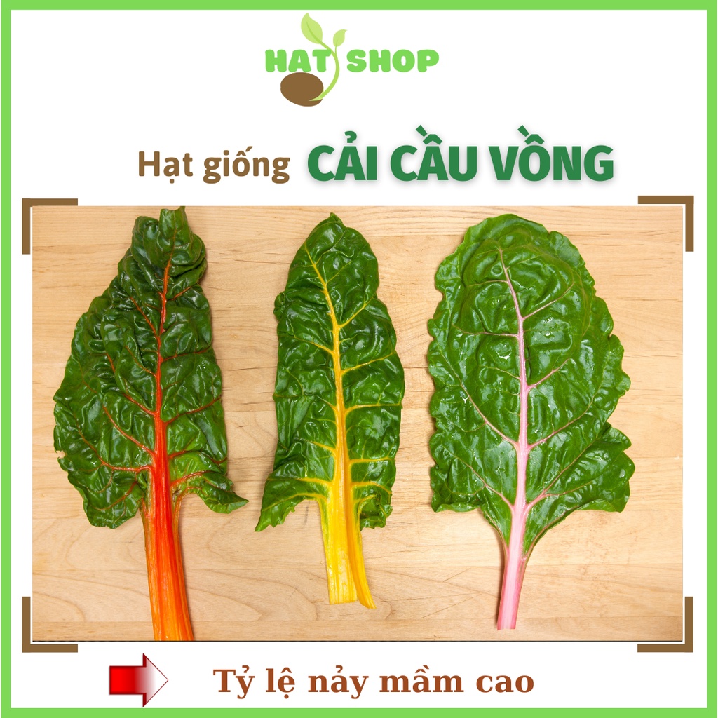Hạt Giống Rau Cải Cầu Vồng Nhiều Màu Siêu Dễ Trồng - HẠT SHOP
