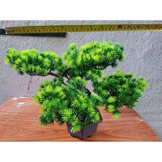 Combo Chậu cây bonsai trang trí tết