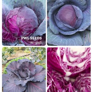 [PWL SEEDS] RED CABBAGE - BẮP CẢI TÍM NHẬT BẢN, HẠT GIỐNG 20 HẠT/ỐNG