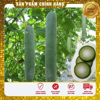 Hạt giống Bí Sặt 2gram