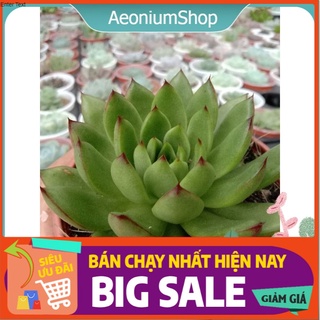 Sen Đá Đế Vương Đỏ Size Trung, Xuất Xứ Đà Lạt, Lỗi 1 Đổi 1 💪