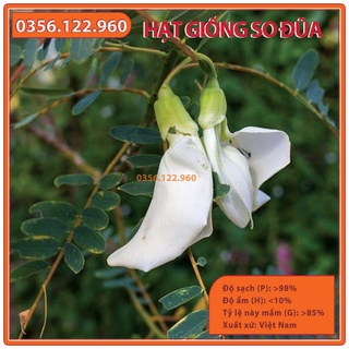 Hạt giống cây so đũa - gói 50 gam