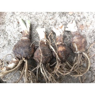 Củ hoa ngọc trâm ( có 2 size cho KH lựa chọn )