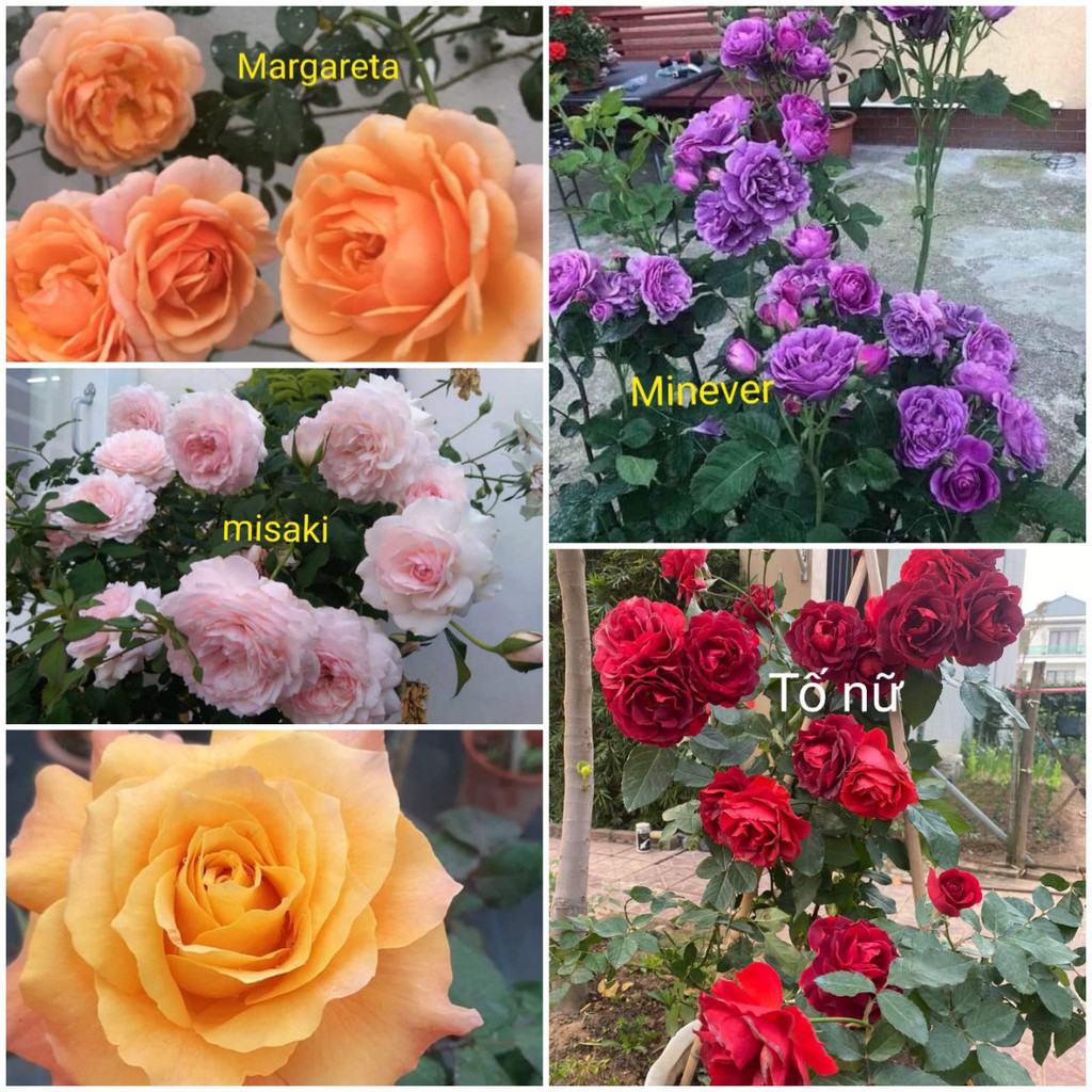 Combo 5 Cành Chiết Hồng Ngoại (Cành Chiết Hoa Hồng)