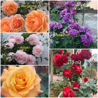 Combo 5 Cành Chiết Hồng Ngoại (Cành Chiết Hoa Hồng)