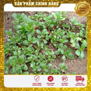 Hạt giống rau sam -sâm đất LUCKY SEEDS
