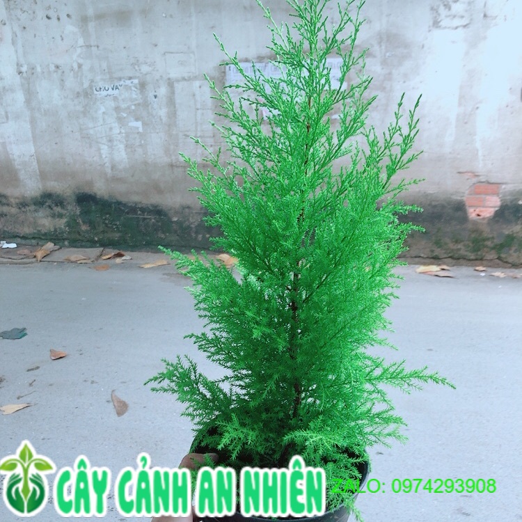 Chậu Tùng Thơm