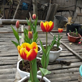 Combo 50 củ hoa Tulip đủ các màu