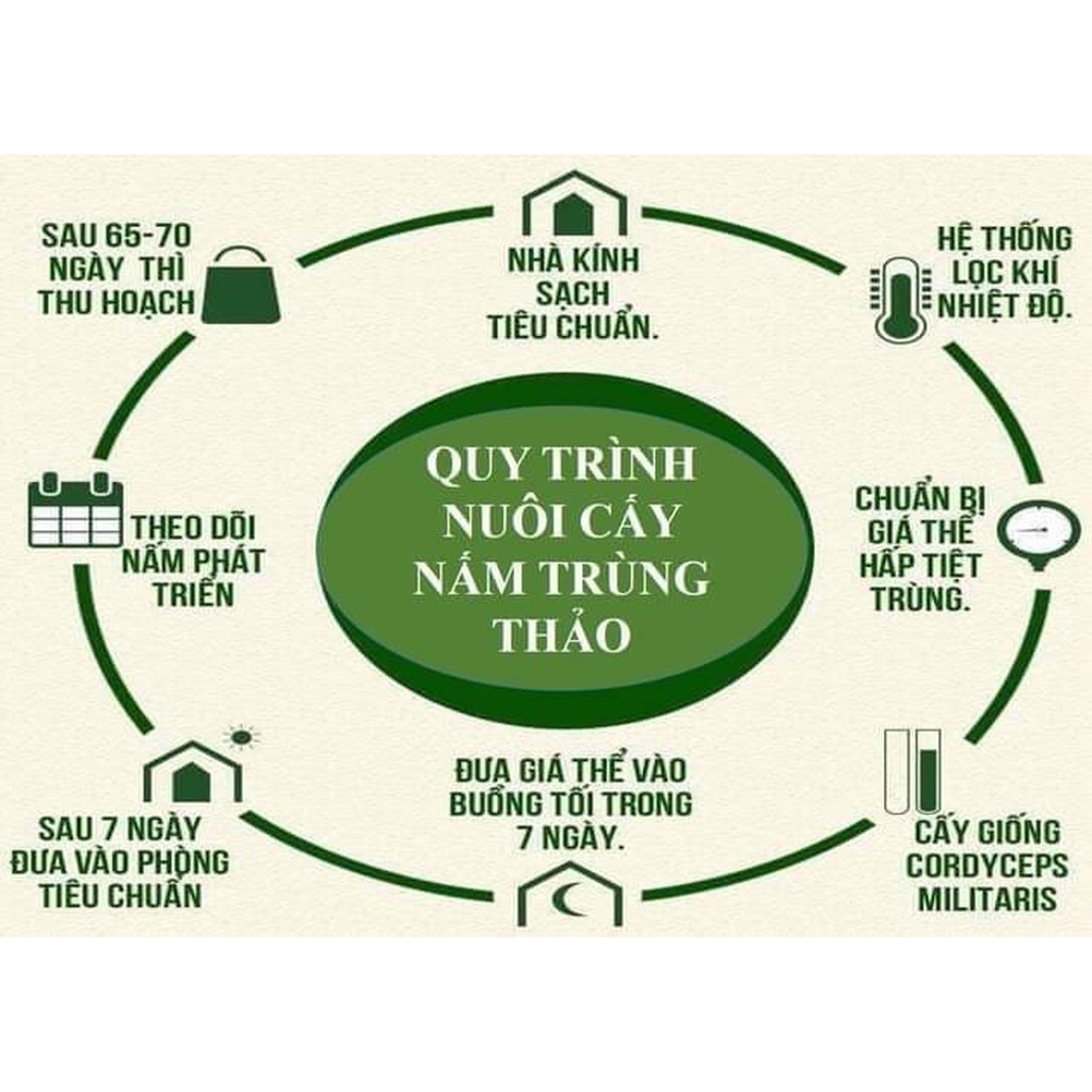 [NÓI KHÔNG VỚI HÀNG NHÁI TQ] ĐÔNG TRÙNG HẠ THẢO SẤY THĂNG HOA CAO CẤP BDAGRI [ HỘP 10G LOẠI I] | BigBuy360 - bigbuy360.vn