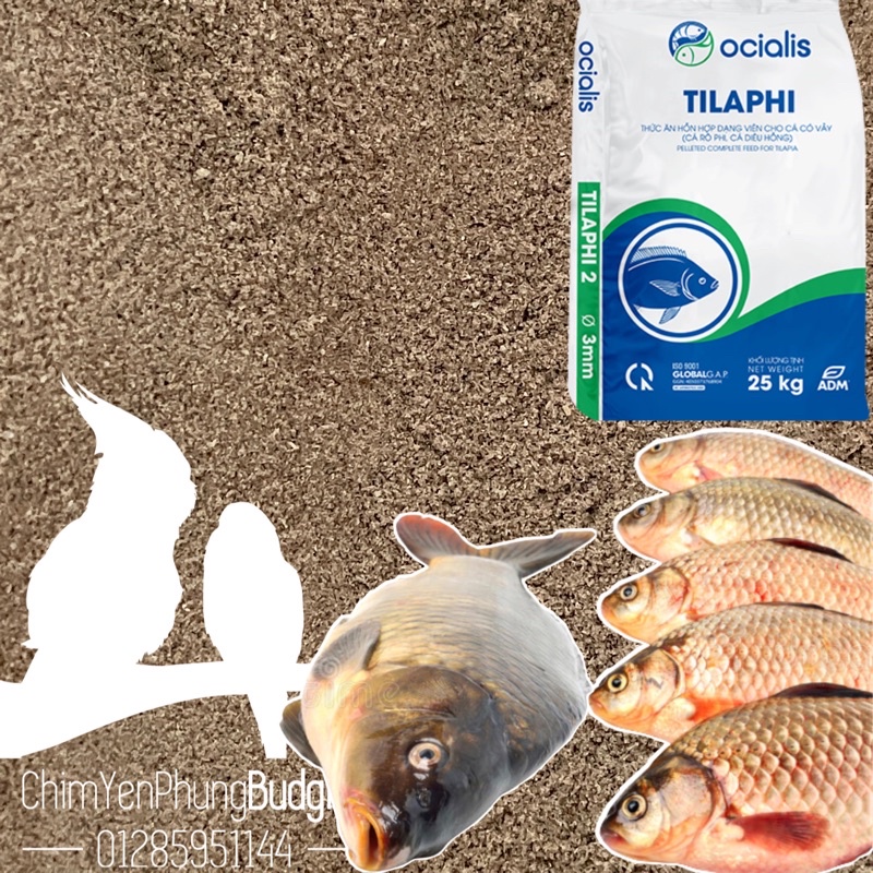 1KG cám xay ocialis tilaphi (PHÁP) thức ăn/làm mồi câu cho cá rô phi, diêu hồng, chép...