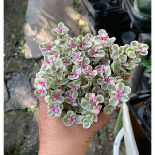 Cây Đô La hồng nhỏ