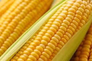 Hạt giống bắp Mỹ (bắp ngọt) - 500gr