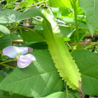 Hạt giống đậu rồng