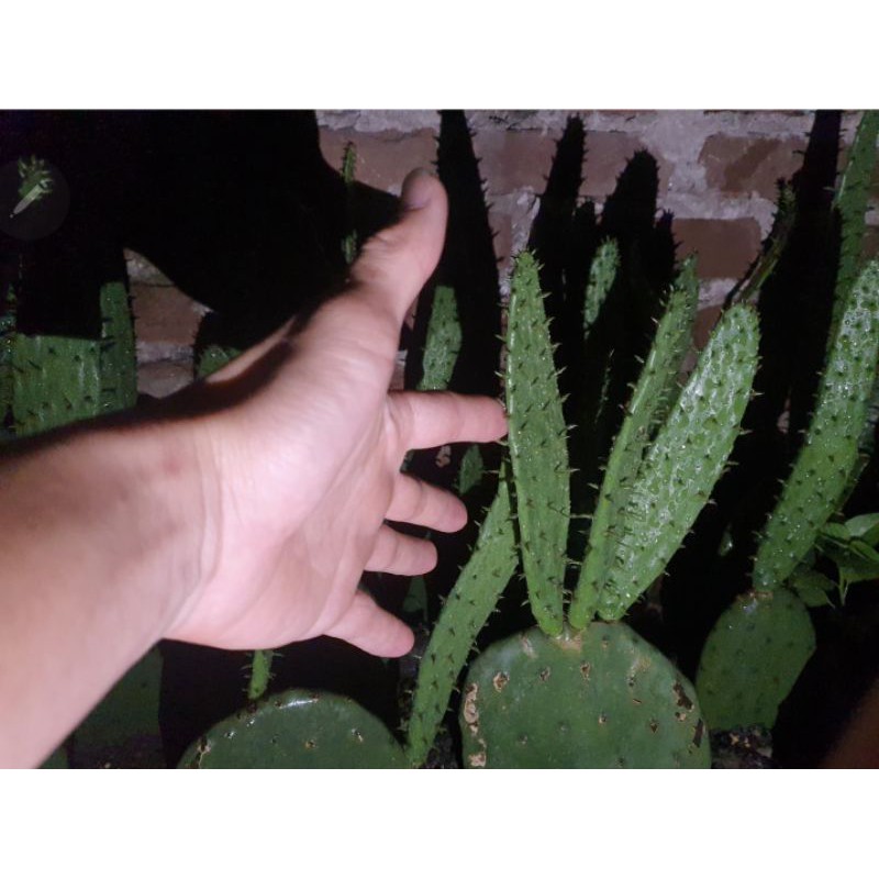 Cây xương rồng Nopal Tách lá nhỏ đã già _Opuntia ficusindica