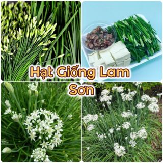 HẸ ĂN BÔNG ( Siêu Bông ) - LOẠI RAU TỐT CHO SỨC KHỎE.