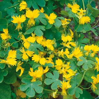 Hạt giống hoa Phượng hoàng