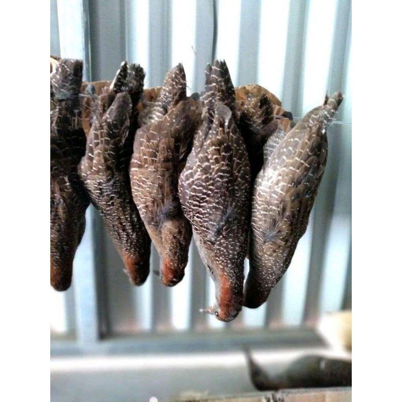 Mẹt Đa Năng Chuyên Săn Bìm Bịp, Cúm Núm, Diều Hâu, Đại Bàng ...vv Mẫu Mới Nhất