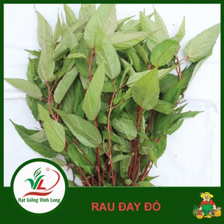 Hạt giống rau Đay đỏ RD 88 - 10g