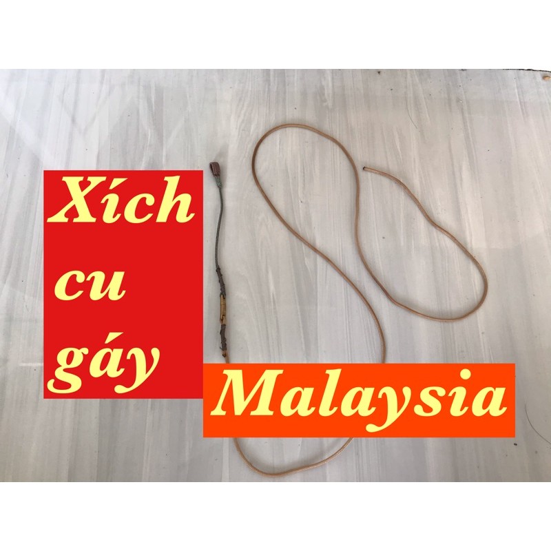 Xích chân chim cu gáy hàng VIP chống xoắn mã lai