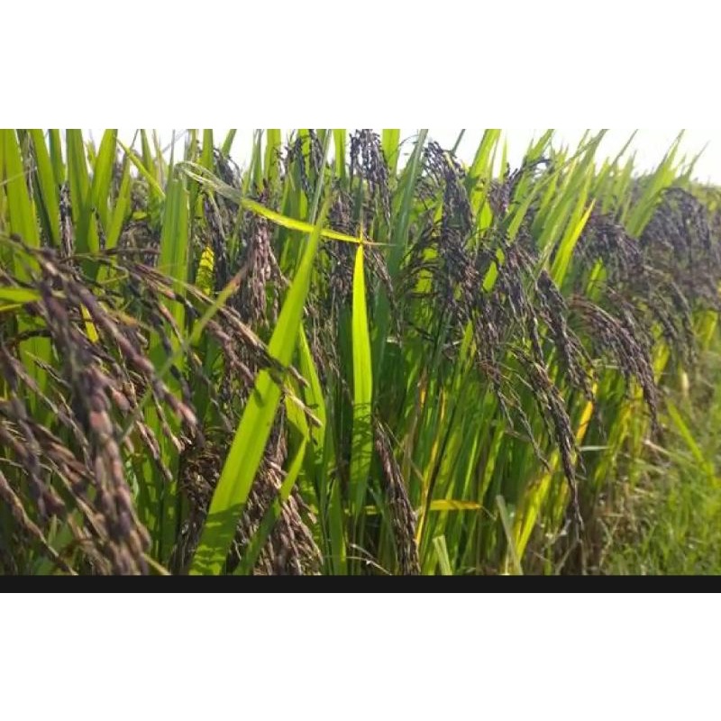 Gạo tím nương người MÔNG 2kg-Đặc sản Yên Bái