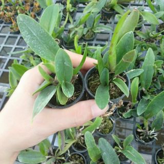 Cattleya cây giống