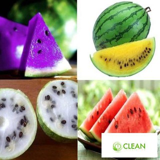 Hạt giống dưa hấu cầu vồng 10 HẠT
