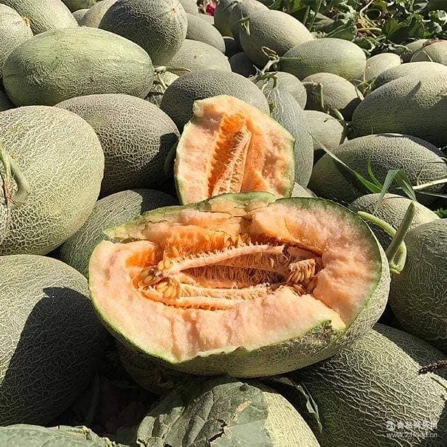 [ Seed] Hạt giống Dưa lưới Hami vỏ xanh f1_ Nảy 99%