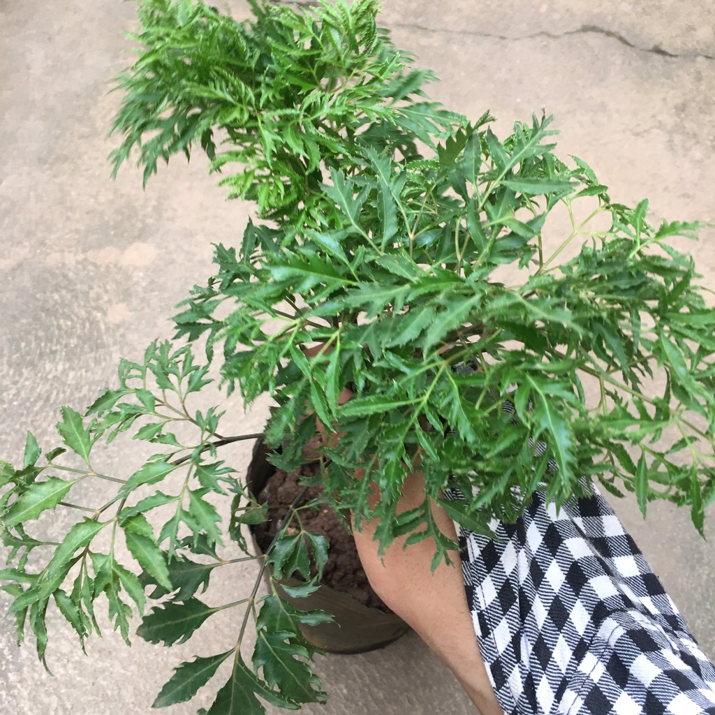 Cây Đinh Lăng Trồng Sẵn Bầu Đen,Tán To,Xum