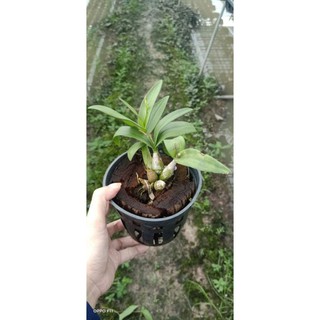 Denro chớp mini đang nụ hoa