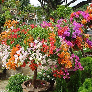CÂY HOA GIẤY NGŨ SẮC