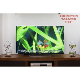 Bể cá mini chữ S 01 ( Tặng kèm combo phụ kiện trang trí )
