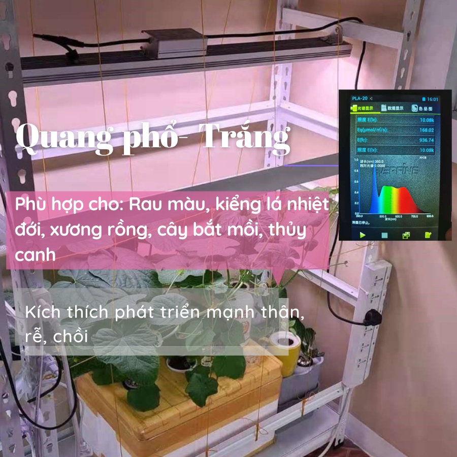 Đèn LED kích thích cây trồng phát triển mạnh MT900 LED 100WI, Đèn quang hợp cho cây trồng trong nhà