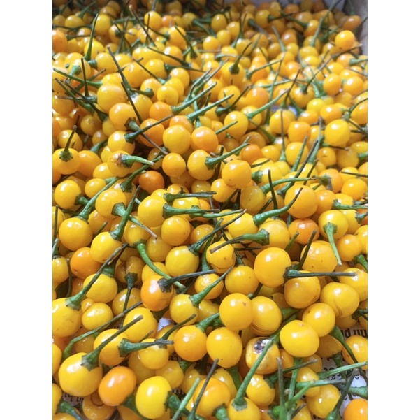 Hạt giống Ớt Peru Aji Charapita,trái thuần chủng tỉ lệ nảy mầm 95%