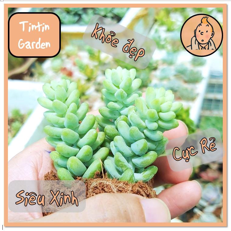 Sen đá Chuỗi ngọc bi size mini 2.5 -4 cm, xuất xứ Đà Lạt, khoẻ đẹp - Vườn Nhà Tintin